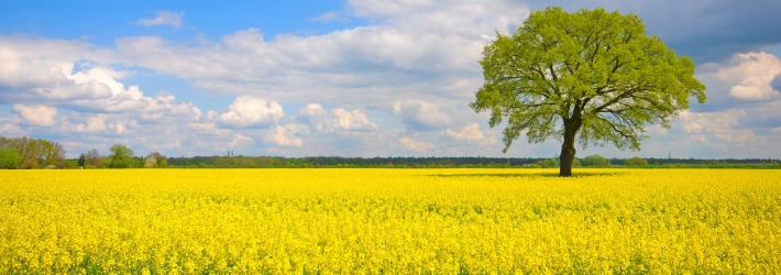 dieUmweltDruckerei setzt mineralöfreie Druckfarben auf Pflanzenölbasis ein
