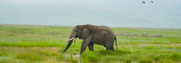 dieUmweltDruckerei fördert den Artenschutz