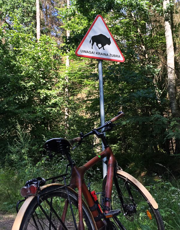 Wisent-Schild