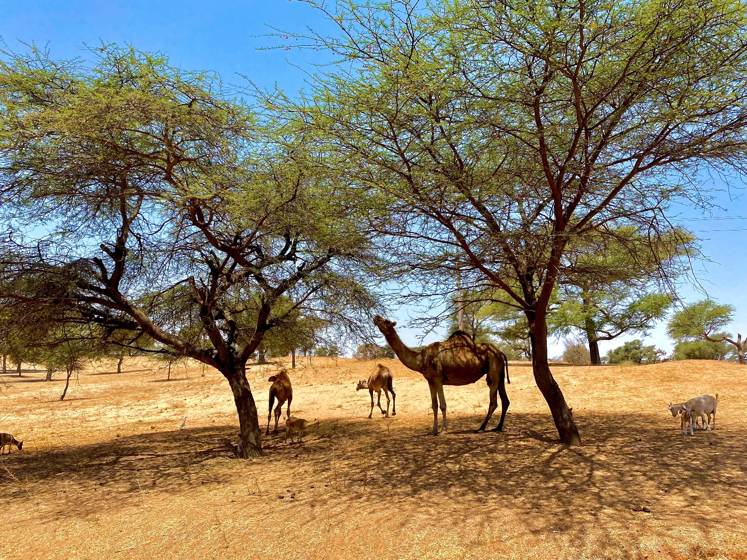 Dromedare im Senegal