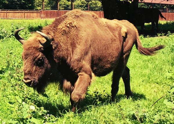 Wisent