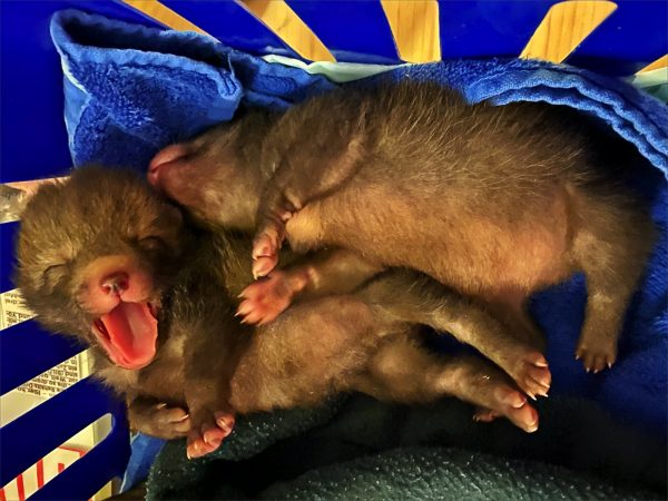 Baby-Füchse in der Wildtierstation Hünfelden