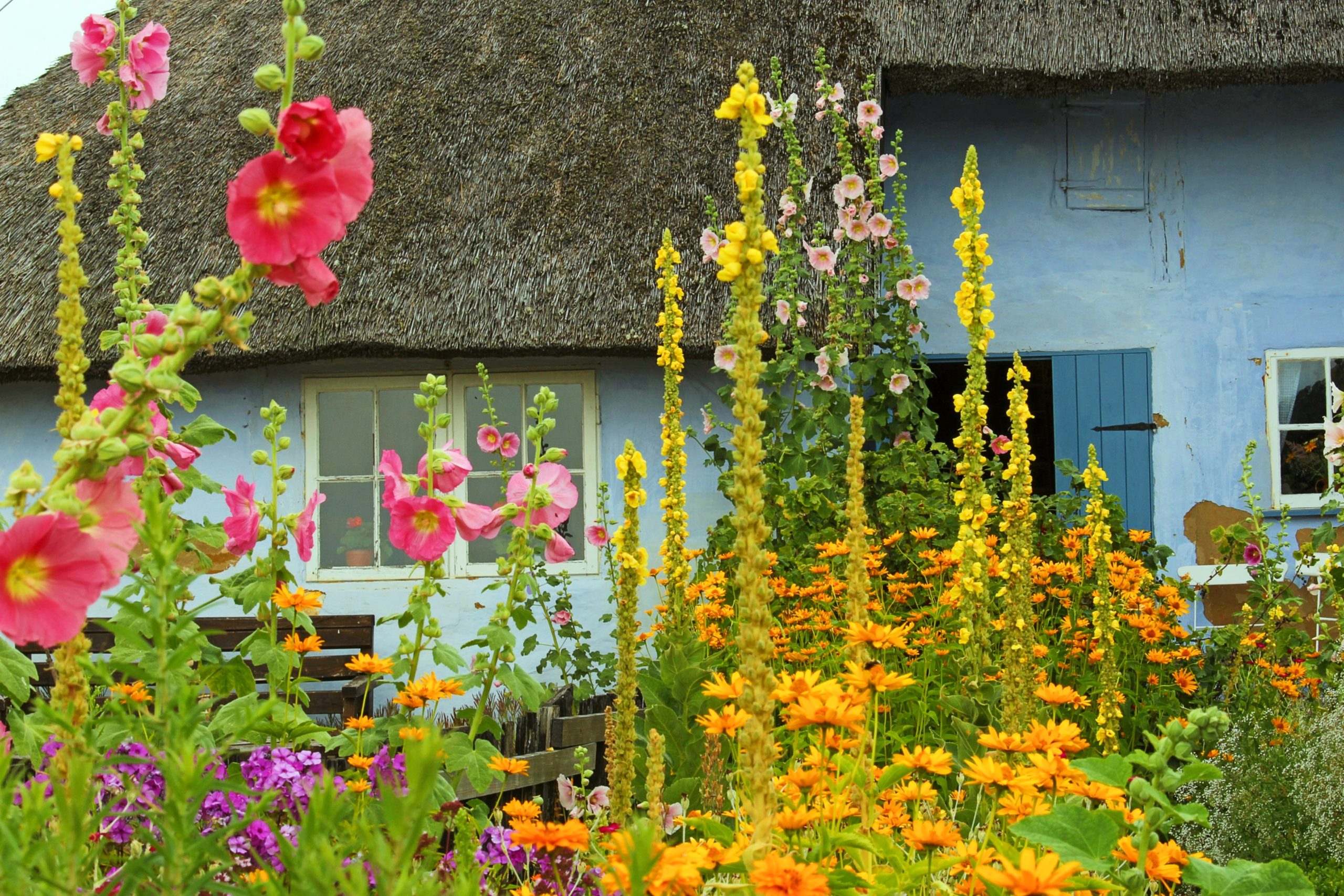 Insektenfreundlicher Garten: Wildblumen 