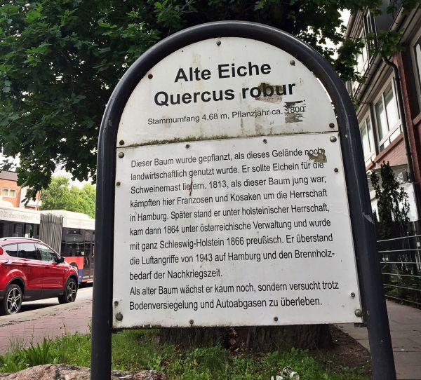 Eiche