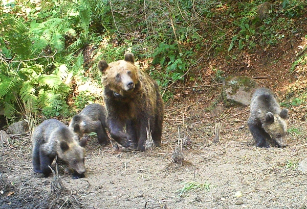 Eine Bärin mit Nachwuchs in Rumänien