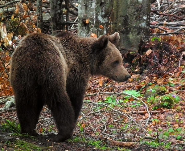 Artenschutz: Braunbär in Rumänien