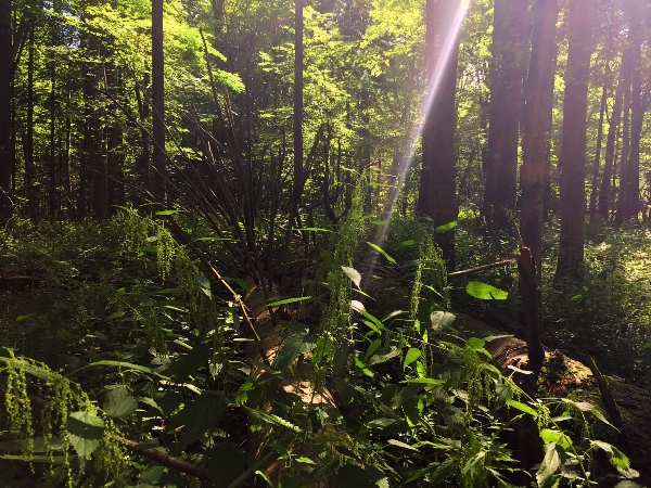 Der Bialowieza-Urwald in Ostpolen