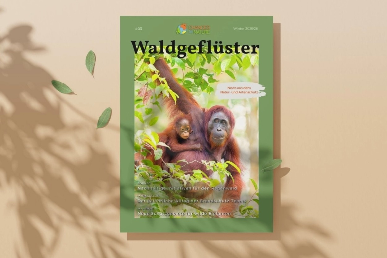 Waldgefluester Magazin, Chances for nature