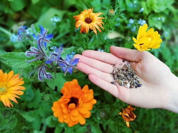 Blütensamen für den Insekteschutz