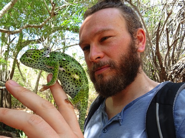 Neben den omnipräsenten Geckos darf es für die "Green spotted bush snake" auch einmal ein Chamäleon sein.