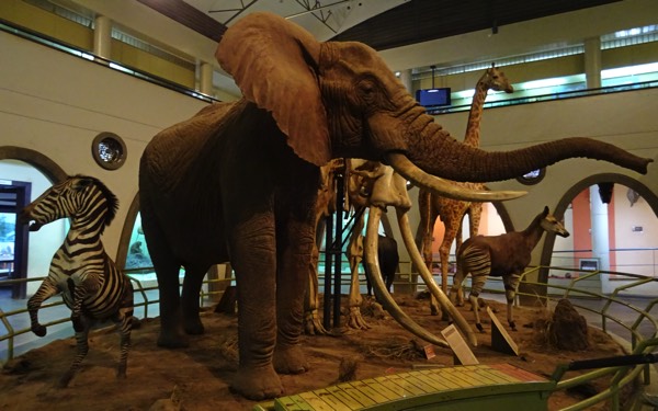 Das Museum liefert mannigfaltige Informationen über die landestypische Flora und Fauna.