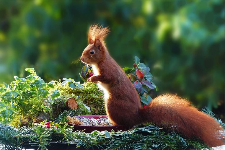 Ein Eichhörnchen auf Futtersuche