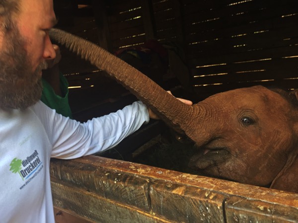 Mein Besuch in seinem geschützten Nachtquartier. Seinen Namen hat Maktao in Anlehnung an seinen Fundort Makatao, das an der östlichen Grenze des Tsavo-West-Nationalparks liegt.