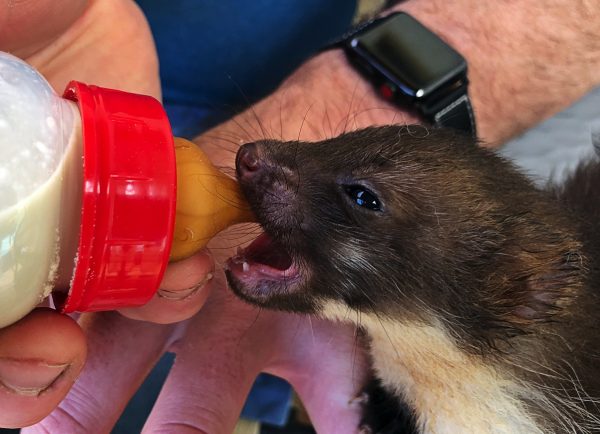 Wildtiere werden mit der Flasche gefüttert