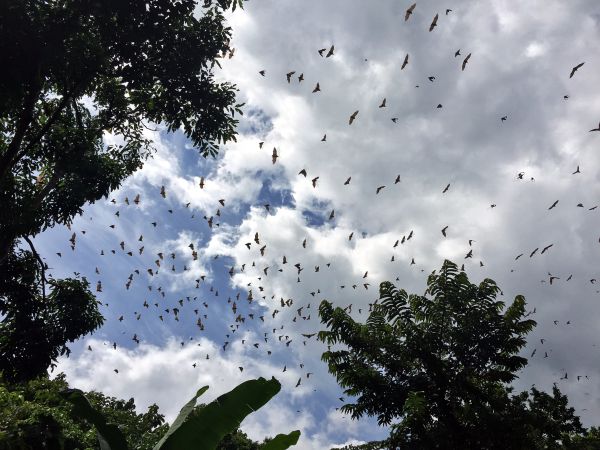 Fledermäuse und Flughunde in Togo