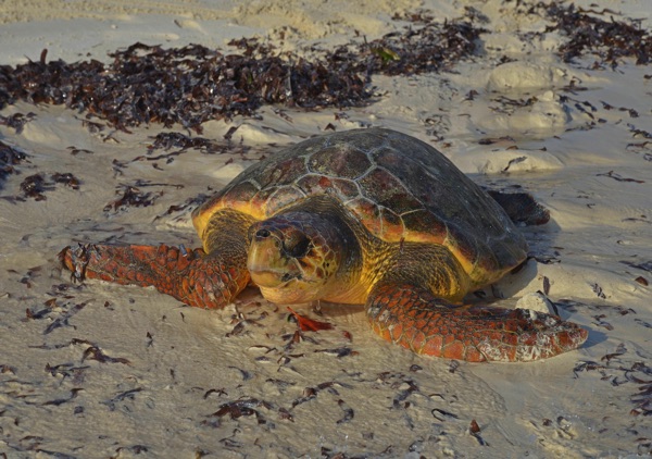 Meeresschildkröten-Freilassung in Kenia durch die Aktionsgemeinschaft Artenschutz