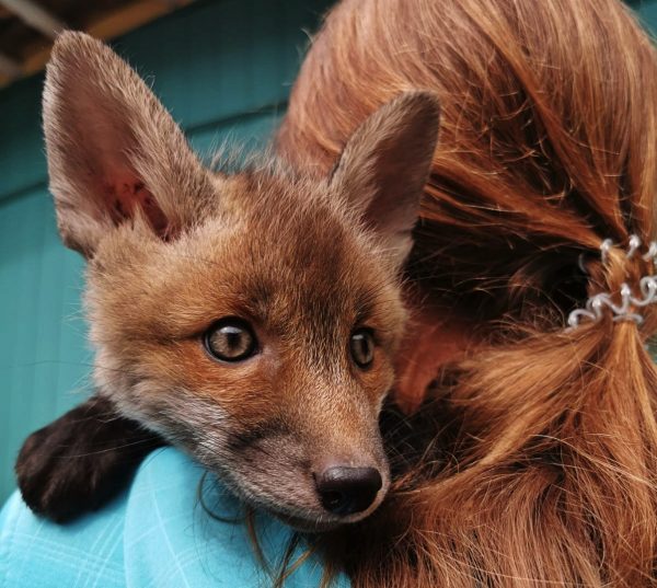 Wildtierschutz: Fuchs auf dem Arm einer Ehrenamtlichen