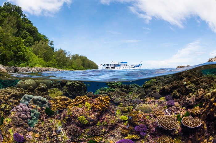 Flora und Fauna des Great Barrier Reefs im australischen Queensland