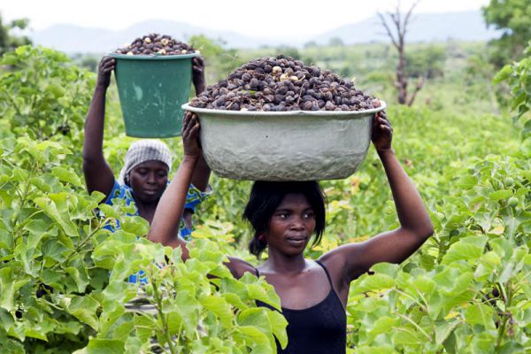 Die Pflanze Jatropha eignet sich besonders zum Sammeln und sichert so ein Zusatzeinkommen beim Klimaschutz-Projekt in Togo.