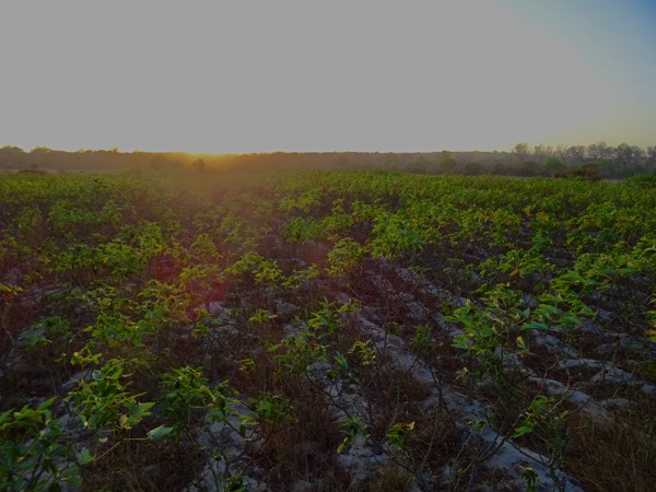 Die ersten Maniok-Pflanzen (Cassava) des Projekts. Die jungen Wurzeln, berichtet Sammy, können auch als Heilmittel gegen Geschwüre genutzt werden.