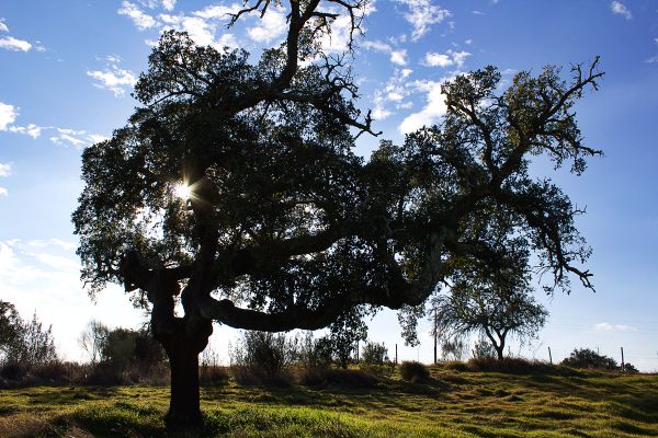 Kork-Eiche in Portugal