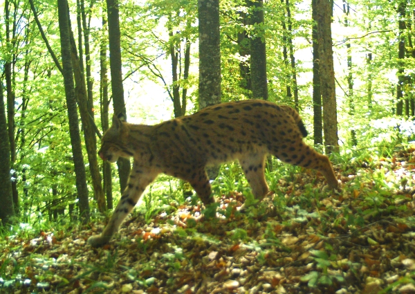 Artenschutz in Rumänien: Ein Luchs in den Karpaten