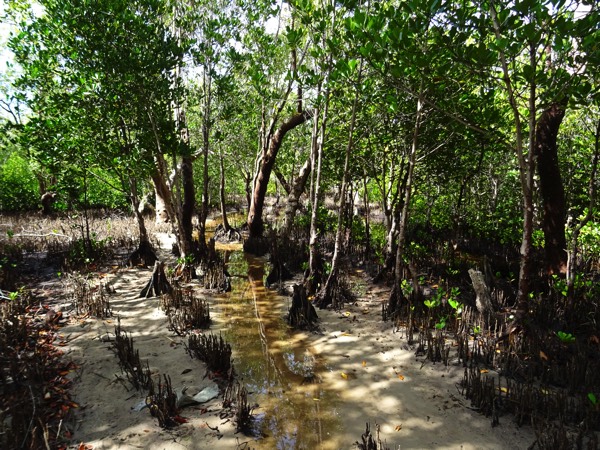 Die Böden der Mangroven sind grundsätzlich derart sauerstoffarm, dass die Mangrovenwurzeln wie Strohhalme aus dem Boden wachsen, um atmen zu können. "Survival of the Fittest“ hatte es Darwin einst bezeichnet - nur die best angepassten Individuen überleben.