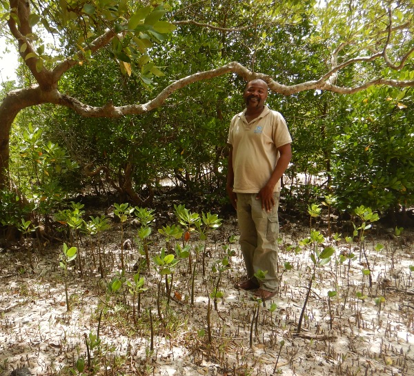 Pflanzung von Mangroven in Kenia