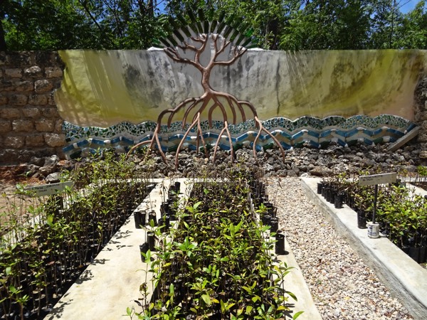 Die Mangroven-Setzlinge gedeihen prächtig im Nutzgarten des Local Ocean Conservation-Projektes.