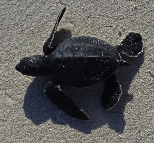 Bereits am Strand lauern die ersten tierischen Gefahren. Unter der Oberfläche (Krebse), auf dem Sand (Hunde) und aus der Luft (Möven). Die ungeschützten Jungschildkröten sind eine willkommene, da leicht zu fange Speise in der Tierwelt.