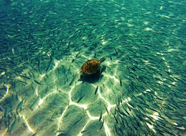 Meeresschildkröten im Fischschwarm