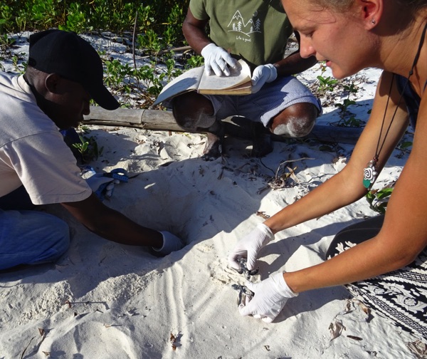 Etwa 30 Nester sind derzeit vom Team erfasst. Obgleich unterirdisch wissen die Expert*innen von der Local Ocean Conservation genau, wann ein Gelege geschlüpft ist. Nun wird geprüft, wie viele den Weg tatsächlich zum Meer gefunden haben. Zwei Nachzügler werden gleich entdeckt.