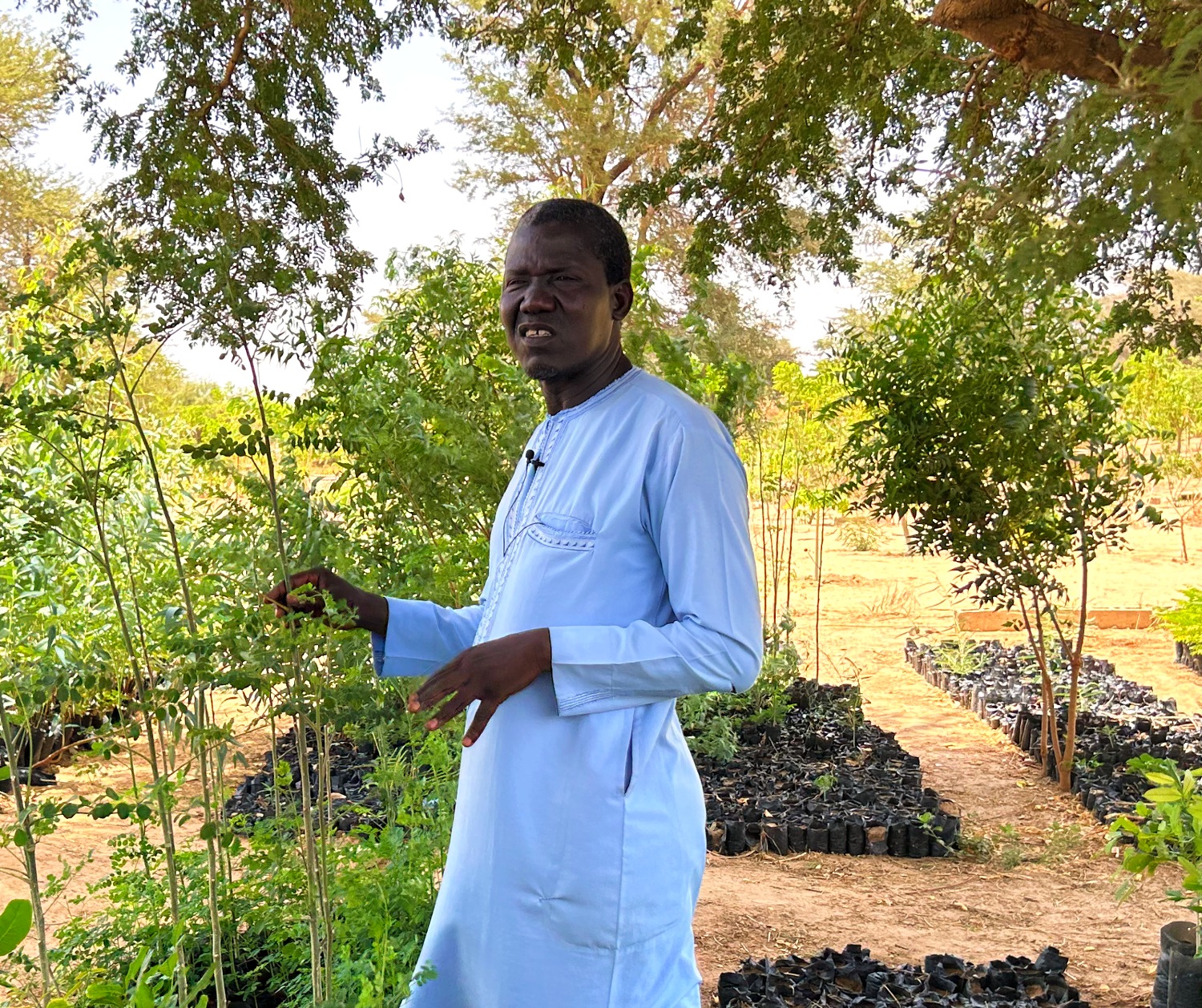 Baumschule im Senegal.