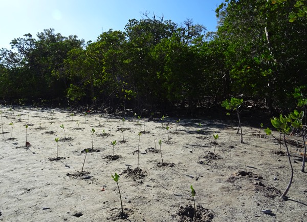 Nach einigen Stunden schweißtreibender Arbeit unter der unnachgiebigen Sonne ist es vollbracht. Die in Kenia heimischen Mangroven-Arten Ceriops (434 Setzlinge), Bruguiera (143) und Avicennia marina (470) konnten erfolgreich gepflanzt werden.