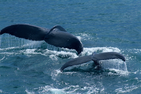 Schutz der Wale: Die Buckelwale Salt und Zelle 