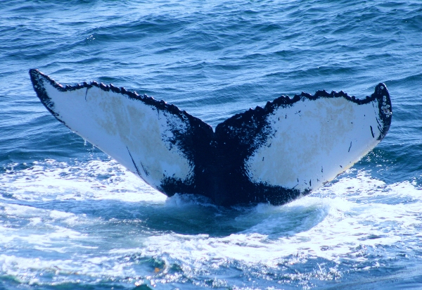 Schutz der Wale: Der Buckelwal Salt