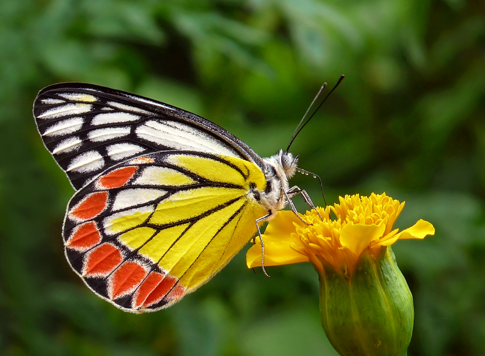 Insektenfreundlicher Garten: Schmetterling auf Blüte