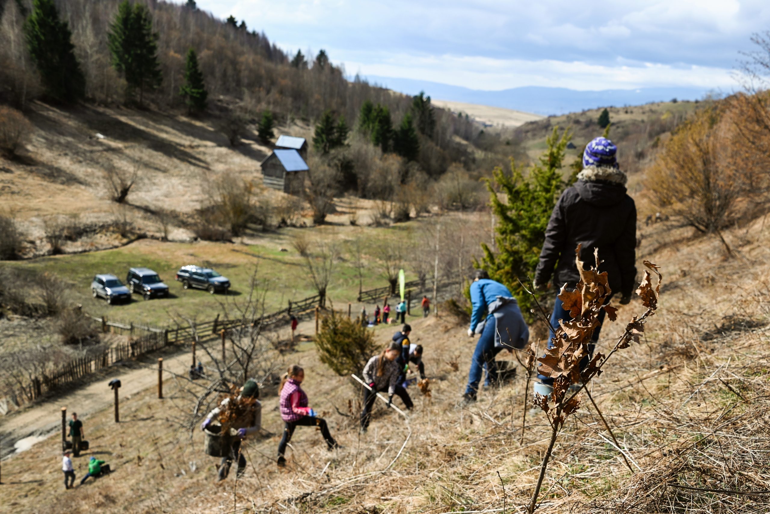 Renaturierung und Aufforstung in Rumänien 