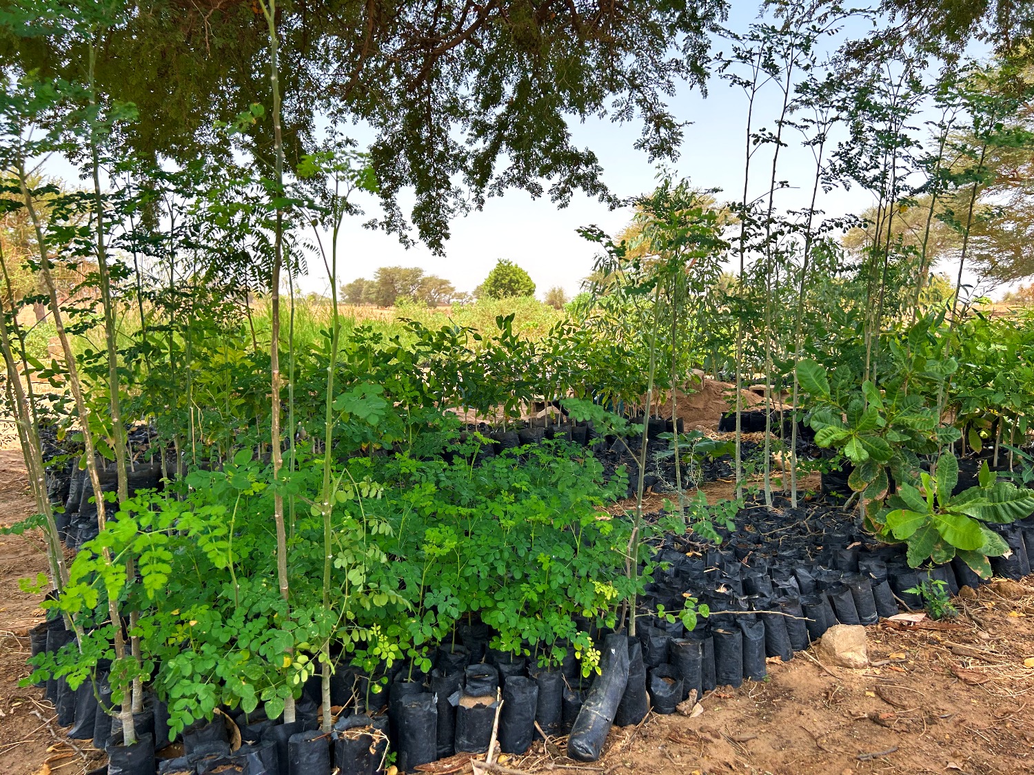 Diverse Setzlinge im Senegal.