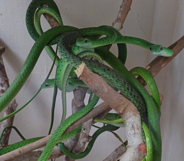 Ein häufiger Gast in den Mangroven Kenias: Die "Green spotted bush snake" - sie kann zwar beißen, ist jedoch ungiftig und hat es eher auf andere Kreaturen abgesehen. Ihr Pech - sie wird von Kenianern häufig mit der tödlichen Baumschlange verwechselt und daher getötet.