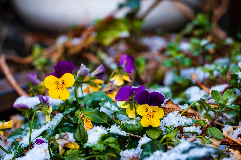 Ein Garten im Winter - Stiefmütterchen im Schnee