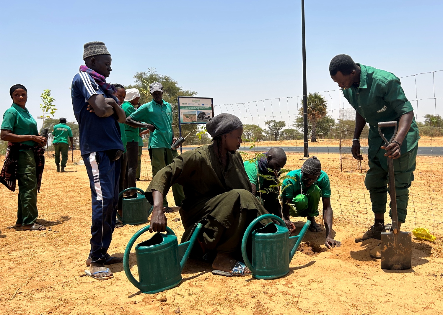 Bäume pflanzen im Senegal.