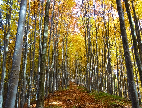 Wald in Transsilvanien im Herbst