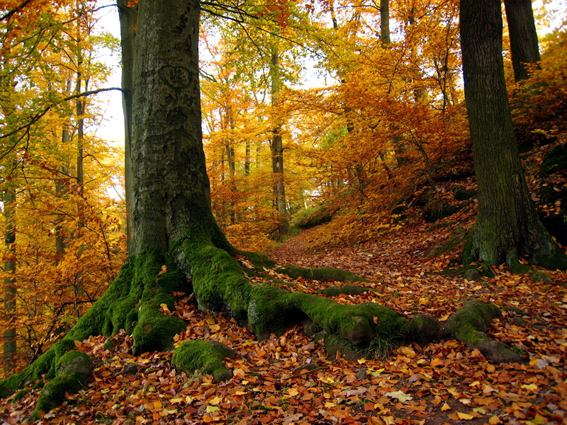 „Die ruhigen Seiten des Lebens“ - Neue Magazin WALD aus dem Social Publish Verlag