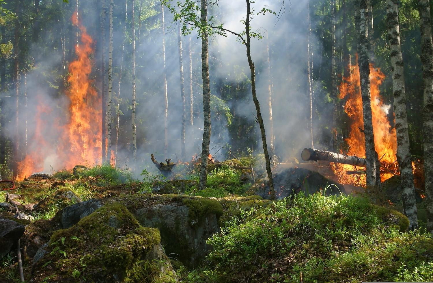 Die Waldbrandgefahr steigt