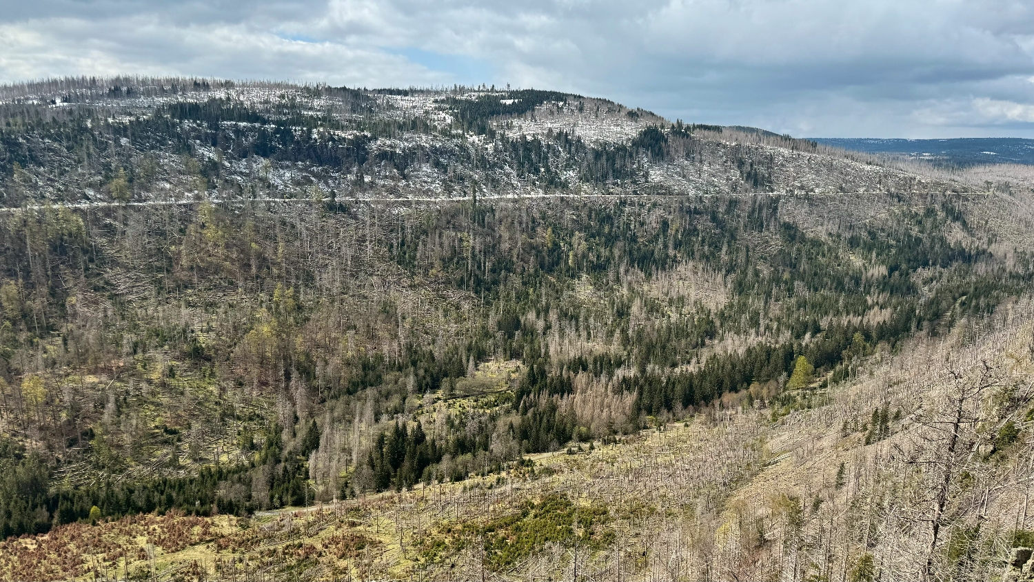Waldsterben im Harz: Abgestorbene Fichten
