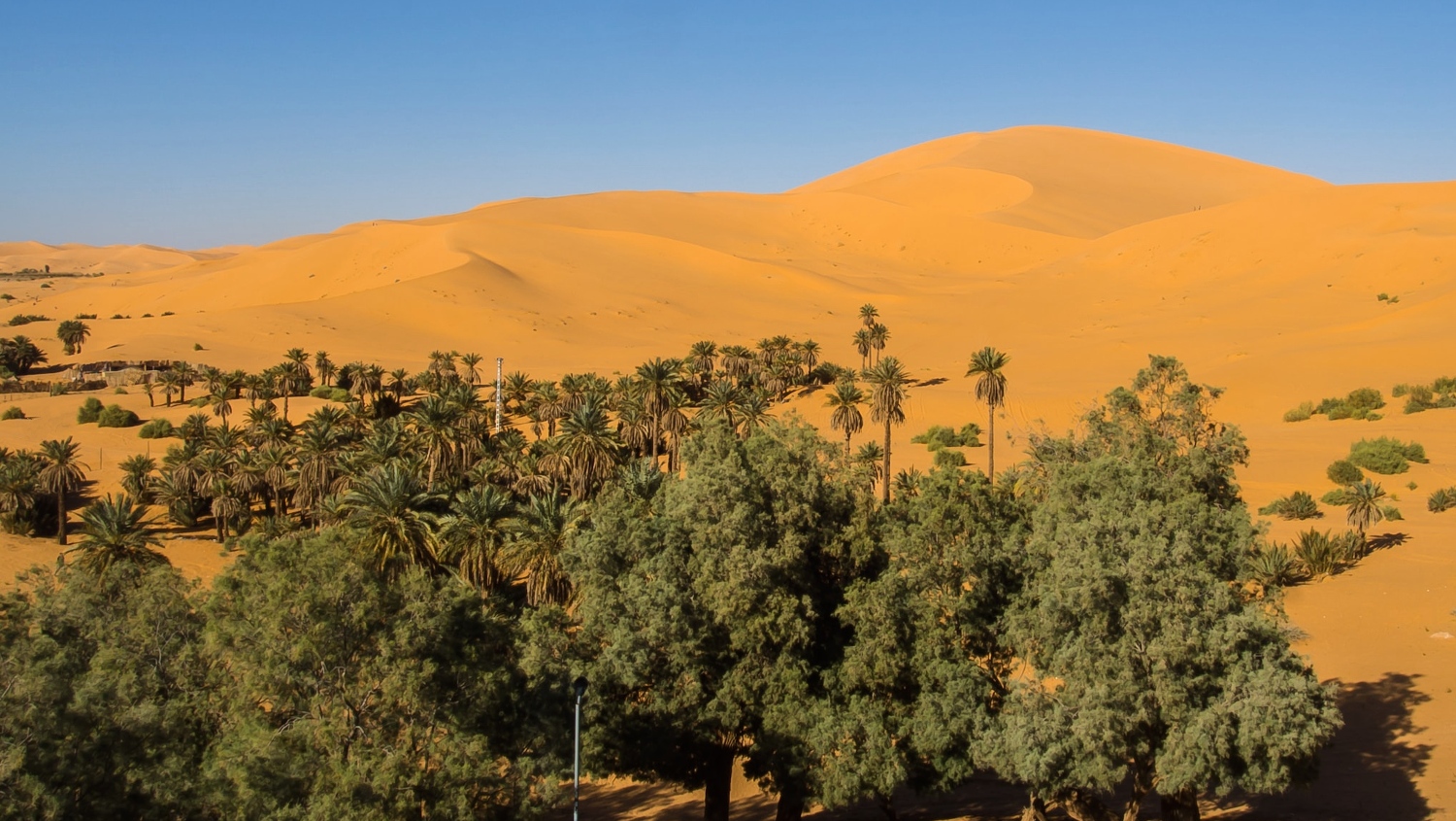 Great Green Wall: Palmen in der Wüste