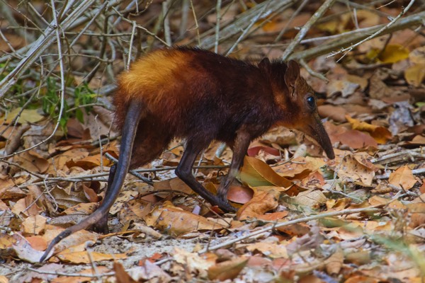 Skurriles Äußeres und leider vom Aussterben bedroht: Die tagaktiven Goldenen Rüsselhündchen leben übrigens in monogamen Paarbindungen, die über das gesamte Leben halten. Eine Seltenheit in der Tierwelt.