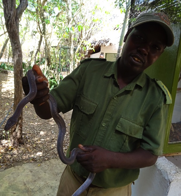Bevor es in die Mangrovenwälder geht, heißt es sich über die Flora und Fauna zu informieren. In Kenia leben nämlich einige der gefährlichsten Schlangen der Welt: die Schwarze Mamba, würgende Phytons oder die giftspuckende Kobra. Um nur einige zu nennen...