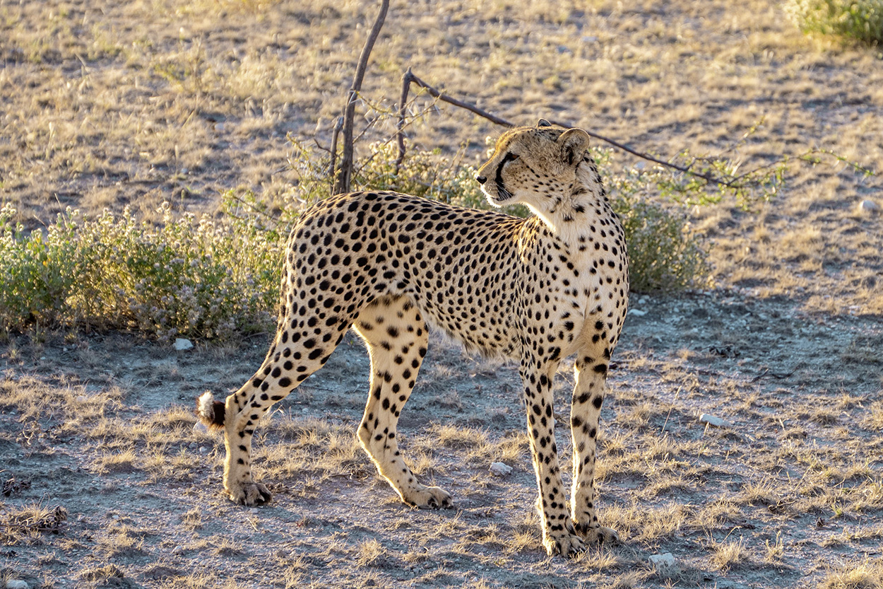 Schutz der Geparden in Namibia